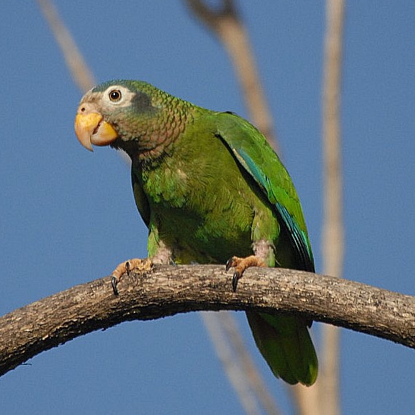 Amazoňan žltozobý - Amazona collaria